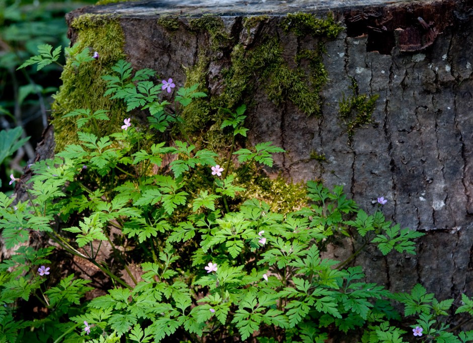 Weeds on a stump