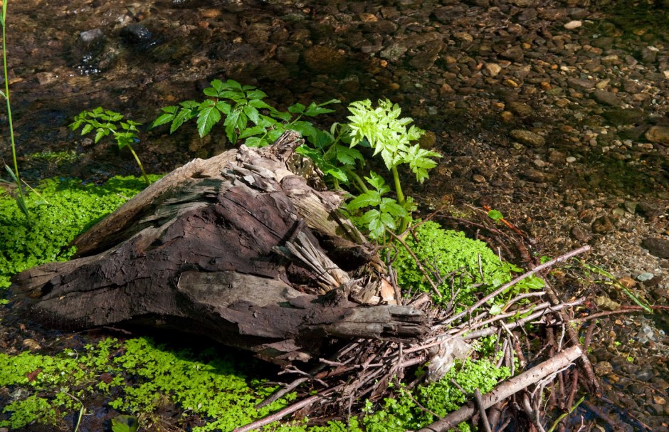 Loggy island in a stream