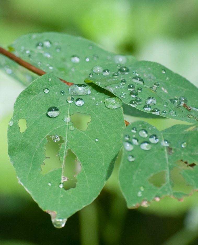 Well moistened snack