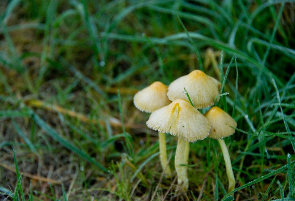 A huddle of 'shrooms in the grass
