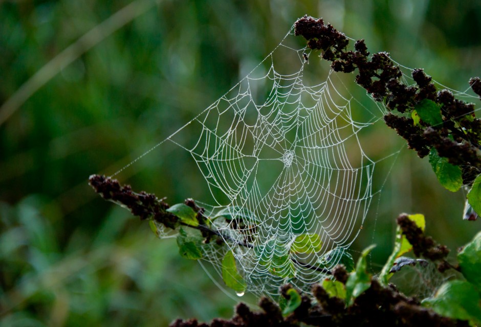 Web of life