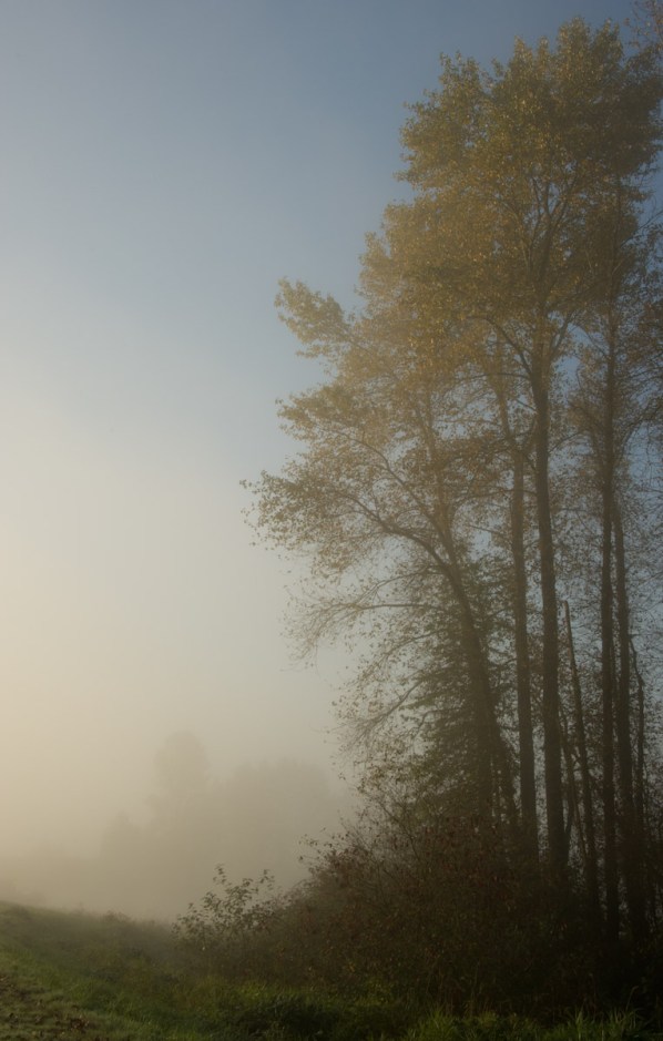 Cottonwoods catching first light