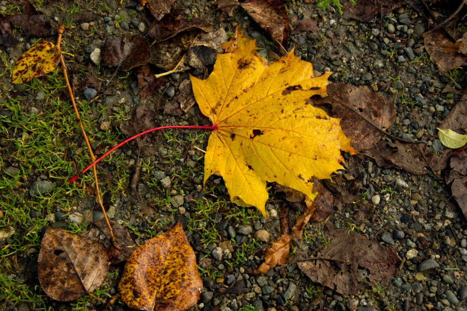 Fading fast but colour persists