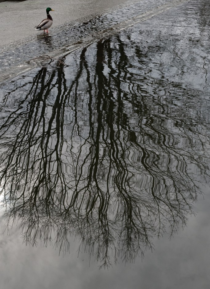 Reflections on a cloudy day