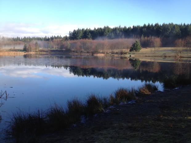 Reflection and mist on Green Timbers Lake