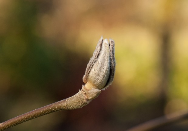 Later winter magnolia bud