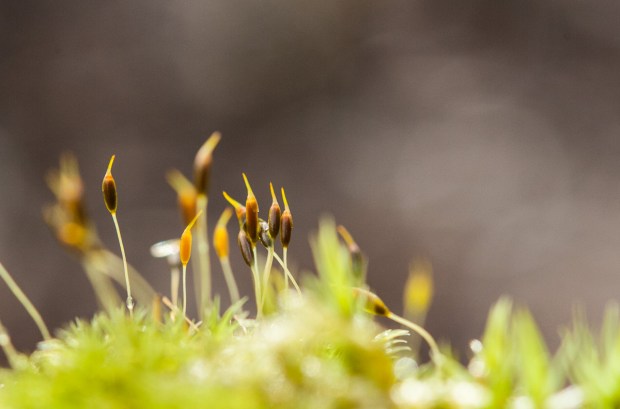 moss sporophytes