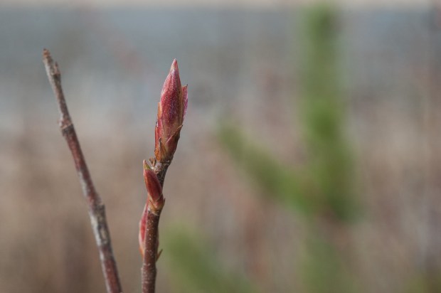 buds in the undergrowth