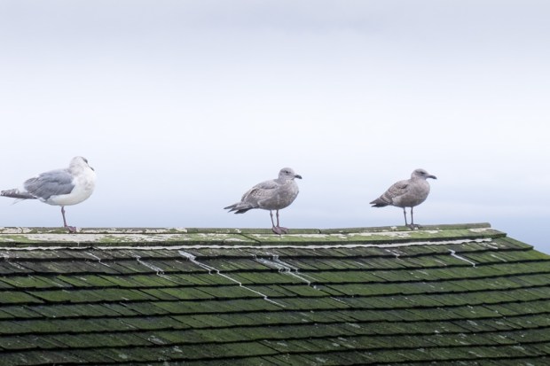 Seagulls on a roof